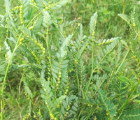 Zhu Zi Cao (Phyllanthus Niruri) Séché Naturellement, Qualité Supérieure, Fraîchement Congelé (FD), Plante Entière, Coupes de Bhumi Amla pour Herboristerie