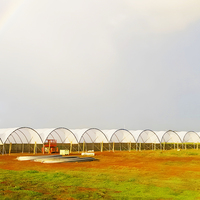 Estructura Práctica de Túnel de Polietileno con Tubos Galvanizados para Cultivo de Arándanos y Frambuesas, Protección contra la Lluvia para Cultivos Agrícolas