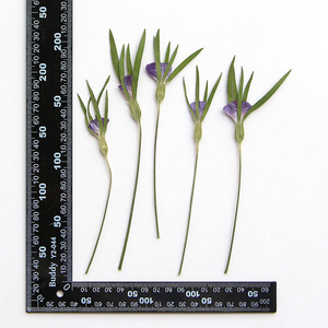 <span class=keywords><strong>Fleurs</strong></span> de Corncockle Séchées Naturelles avec Tiges – Fourniture en Gros de Plantes Pressées pour Bijoux en Résine et Matériaux de Bricolage - Product Image 6