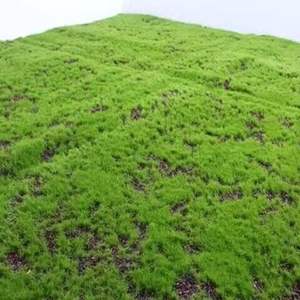 Panneaux de mousse verte artificielle <span class=keywords><strong>pour</strong></span> jardin, décoration murale, tapis de mousse artificielle, panneau végétal, tapis de mousse artificielle <span class=keywords><strong>pour</strong></span> la décoration - Product Image 2