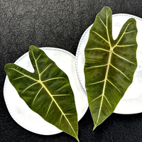 Hijau beludru Taro/Alocasia daun kering karya seni bingkai bunga Pres untuk Tahun Baru Hari Ayah Hari Ibu hari Paskah