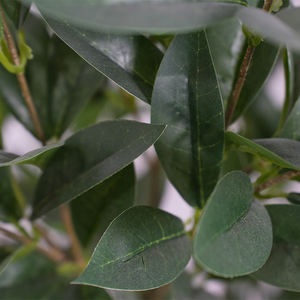Nhân Tạo Laurel Lá Cây Bay Cây Giả Nồi Màu Xanh Lá Cây Bonsai Hiện Đại Trang Trí Nội Thất Bán Buôn Topiary Nhựa Cây Nhân Tạo Trong Nhà - Product Image 2
