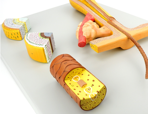 Scienza medica di alta qualità 700 volte ingrandito modello di anatomia dei capelli PVC 4 parti modello di <span class=keywords><strong>formazione</strong></span> al miglior prezzo - Product Image 6