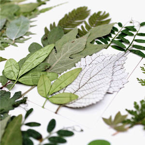 Feuilles <span class=keywords><strong>de</strong></span> cèdre séchées et pressées naturelles, petites feuilles - Product Image 3