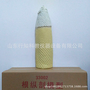 Root longitudinal section model 33002 Biological teaching model Teaching model manufacturer <b>Physical</b> chemistry Geography model - Product Image 1