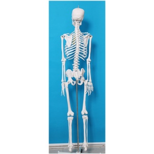 Nuevo Modelo de <span class=keywords><strong>Esqueleto</strong></span> Humano Grande de 176 CM, sin Arteria Carótida ni Nervio Espinal, 2025 - Product Image 4