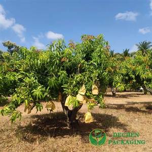 Bolsas protectoras para <span class=keywords><strong>MANGO</strong></span> <span class=keywords><strong>de</strong></span> Sri Lanka, Bangladesh - Product Image 6