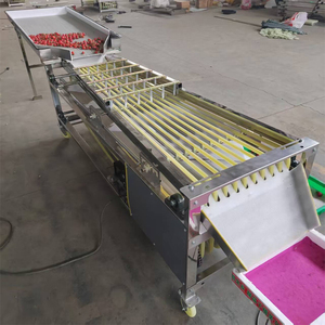Máquina Clasificadora de Frutas y Verduras Redondas Pequeñas con Cinta Transportadora de Acero Inoxidable para Procesamiento de Alimentos - Product Image 2