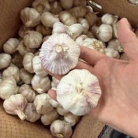 Ail frais chinois de première qualité, grade un, ferme et aromatique, récolte de pointe, expédition en conteneur depuis le Shandong