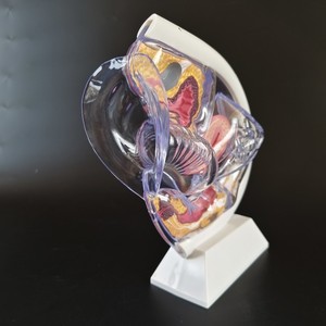 Modello Trasparente dell'Utero Umano Yulin per lo Studio della Struttura Interna della Riproduzione Femminile e della Gravidanza CE/ISO - Product Image 4