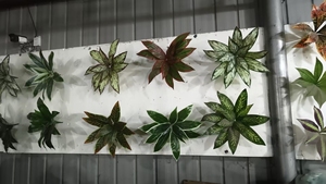 Gm 9 Chi Nhánh Nhân Tạo Cây Nhiệt đới Giả Cây Cọ Lá Lớn Giả Lá Cây Nhiệt đới Rừng Đảng Trang Trí Nội Thất - Product Image 5