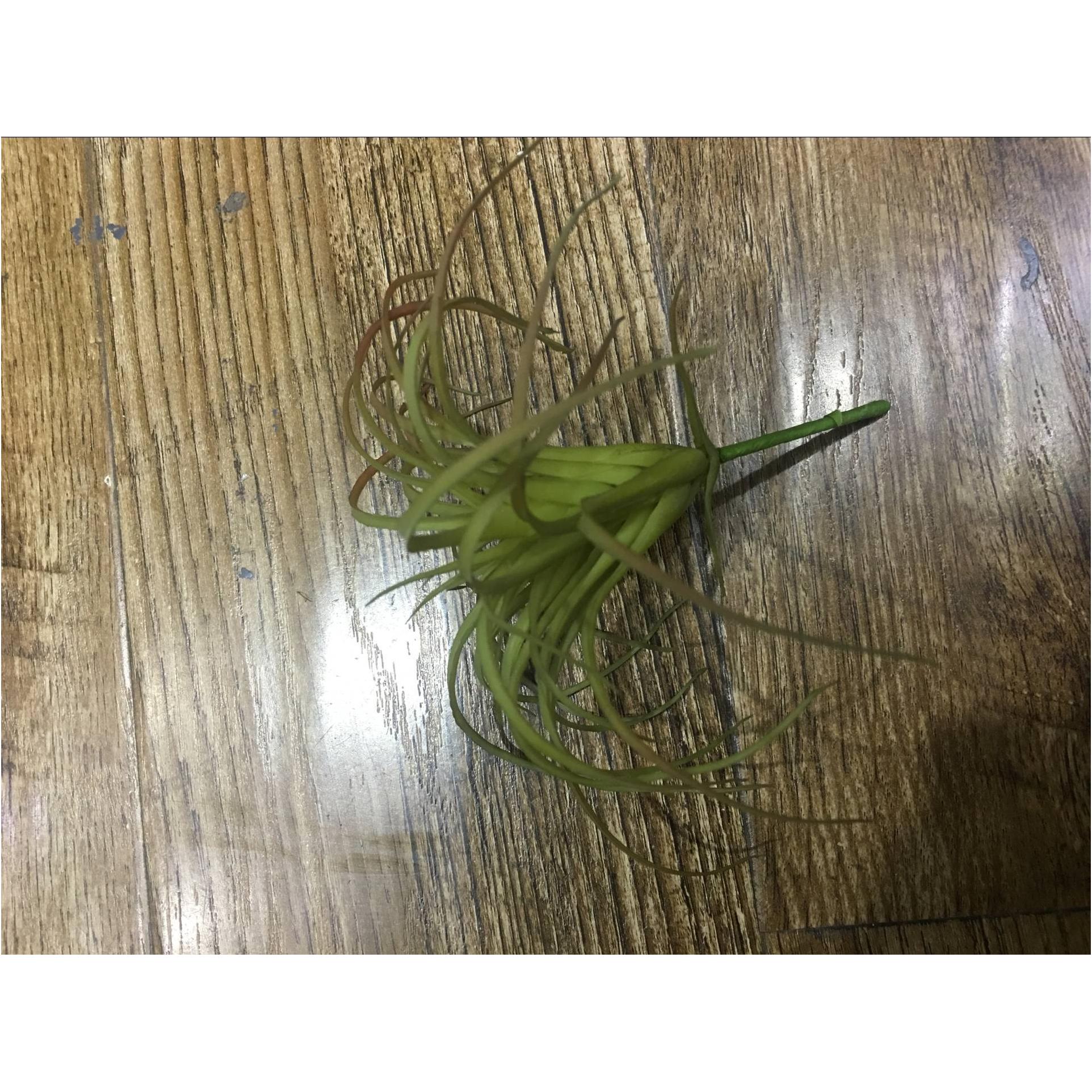 5-inch dragon beard grass