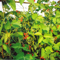 PP Extruded Trellis Mesh Netting Klimnet Komkommer Trellis Net Groente Fruit Plant Ondersteuningsnet