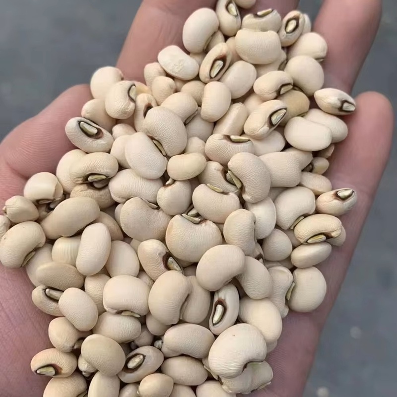 Chinese Wholesale Exotic Cereal Milk Manufacturer