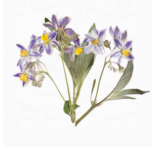 <span class=keywords><strong>Iris</strong></span> <span class=keywords><strong>Tectorum</strong></span> Fleur Avec Branches Mix Packs Série Scrapbooking Résine Époxy Plante Naturelle Écologique - Product Image 2