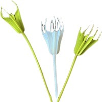 Fleurs d'anis étoilé naturelles et colorées, préservées, 40-60 cm, longue durée (3-5 ans), pour la maison, les mariages, les remises de diplômes, Noël