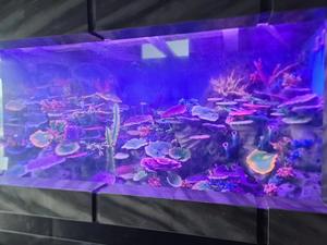 <span class=keywords><strong>Aquarium</strong></span> Decoratie Hars Kunstmatige Koralen Rif Voor Acryl <span class=keywords><strong>Aquarium</strong></span> - Product Image 5