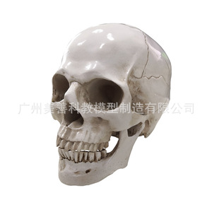 Modelo de cráneo humano de alta fidelidad, cráneo de resina, modelo de espécimen artístico y literario para copiar la cabeza humana. - Product Image 3