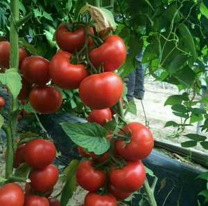 <span class=keywords><strong>โบรอน</strong></span>เหล็กสังกะสีแคลเซียมแมกนีเซียมปุ๋ยอินทรีย์ - Product Image 6