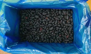 Vente flash : Fruits <span class=keywords><strong>de</strong></span> mûrier 100% naturels IQF, prix bas, surgelés, emballage en vrac - Product Image 2