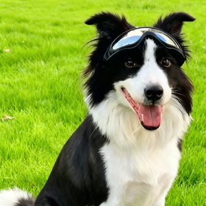 Gafas de sol para perros Border <span class=keywords><strong>Collie</strong></span>/Golden Retriever/Corgi/French Bulldog/Maine Coon, resistentes al viento, resistentes a impactos, correas dobles, completas - Product Image 4