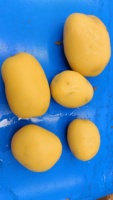 10Ton Per Uur Automatische Grootschalige Druk Stoomschiller Aardappel Stoomschilmachine Stoomschiller Voor Perzik