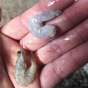 Máquina automática de eliminación de piel de pelado de gambas sin daños, peladora de camarones frescos de acero inoxidable - Product Image 1