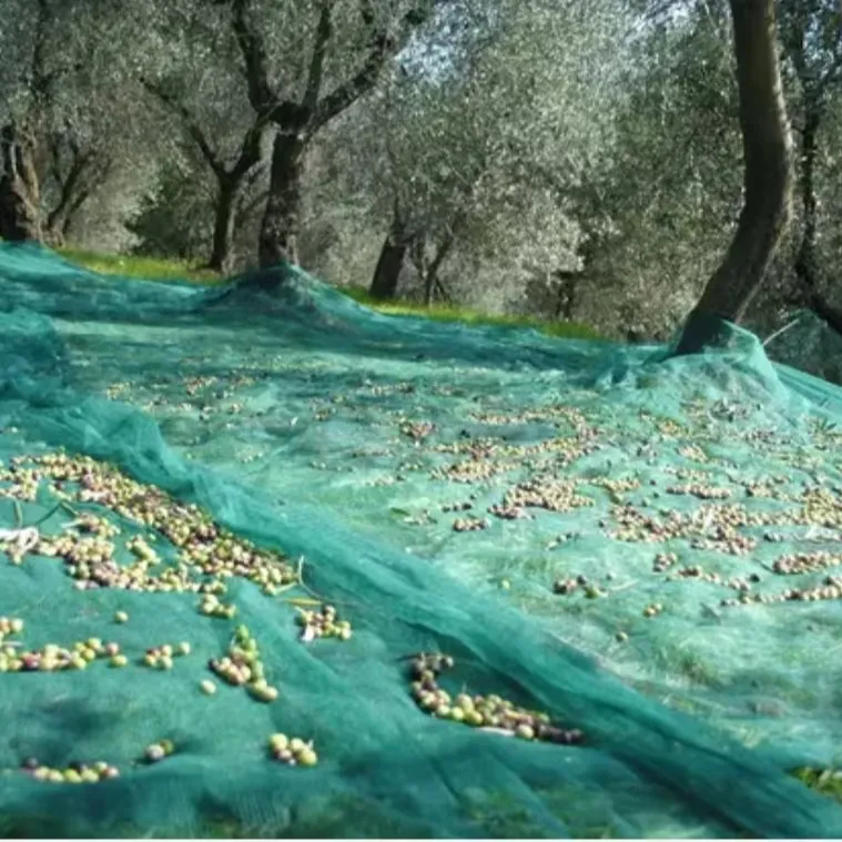 Grünes Landwirtschaftsnetz HDPE Früchte uv-behandelt Ernte Olivennetz