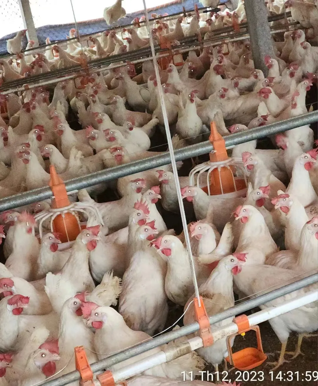 Neues Design automatischer Plastik-Huhn-Geflügeltränke vom vietnamesischen Hersteller