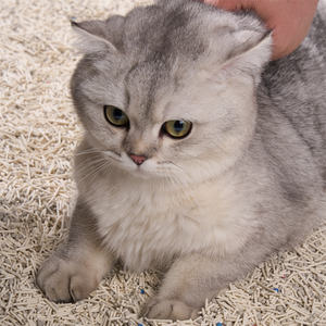 Diskon besar kotoran kucing cepat menggumpal dapat dibuang kotoran kucing tahu campuran kotoran kucing a berkat untuk malas - Product Image 2