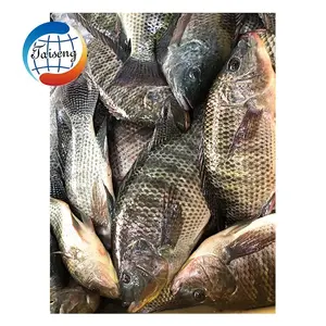 Peixe de tilapia wr frozen de alta qualidade com preço competitivo