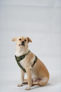 Arnés para Perro Sunraymascota Fabricante del Reino Unido Nuevo Producto 2025 Premium Personalizado de Lujo Táctico Antitirones - Product Image 3