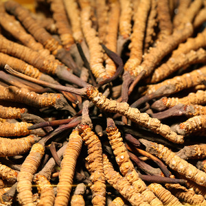 Хорошие продажи высококачественного Кордицепса <span class=keywords><strong>Cordyceps</strong></span> <span class=keywords><strong>Sinensis</strong></span> премиум-класса - Product Image 2
