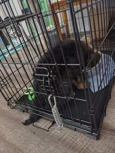 Toptan Yüksek Kaliteli Ucuz Büyük Kafesler Katlanabilir Taşıma Katlanabilir Kulübe - Product Image 4