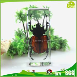 ตัวอย่างแมลง<span class=keywords><strong>จริง</strong></span>ในเรซิ่นชีววิทยา แมงมุม<span class=keywords><strong>ผี</strong></span> ตัวหนอนใส ใช้เป็นที่ทับกระดาษสำหรับสื่อการสอน - Product Image 2