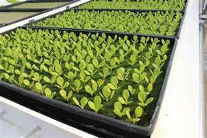 Plateau en plastique <span class=keywords><strong>pour</strong></span> plantation <span class=keywords><strong>de</strong></span> semis et germination, prix compétitif, 128 - Product Image 2