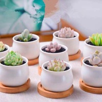 Vente en gros de petits pots de fleurs en céramique blanche émaillée, support en bambou pour plantes succulentes perforées