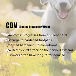 ชุดตรวจวินิจฉัยโรคสัตว์เลี้ยงแบบเร็วสำหรับสุนัข ตรวจหาไวรัส CDV และพาร์โวไวรัส ชุดตรวจสัตวแพทย์สำหรับสุนัข ตรวจหาไวรัส CDV และพาร์โวไวรัส - Product Image 5