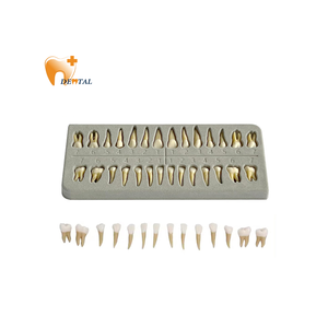 Demostración de dientes de resina, 28 piezas 1:1 dientes permanentes artificiales modelo de entrenamiento de enseñanza dental para estudiantes y profesionales - Product Image 1