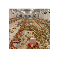 Conception de poulailler à chaud PoultrySilo Pan Feeder Nipple Buveur Équipement agricole de poulet de chair