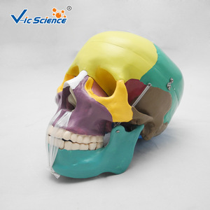 Crâne de simulation pédagogique, spécimen de crâne naturel de grande taille, crâne de simulation anatomique, modèle de crâne standard - Product Image 1