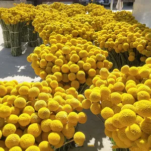 Flores y Plantas Secas al por Mayor de Fábrica para Decoración del Hogar: Craspedia y Billy Balls Secos - Product Image 4
