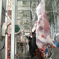 Ligne d'équipement d'abattage de bétail à haute efficacité pour les usines et installations commerciales de transformation de la viande de bœuf