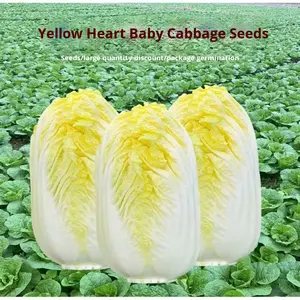 Semillas de Repollo Dorado de Cuatro Estaciones, de Crecimiento Rápido y Alto Rendimiento, Origen Hunan, Semillas de Vegetales para Siembra - Product Image 2