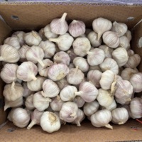 Ail frais de la nouvelle saison 2026 pour l'exportation au Sénégal, emballé en carton de 10 kg, bulbes blancs de haute qualité, vente en gros et au détail