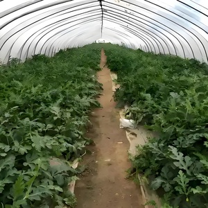 Offre Spéciale plantation de légumes fleurs et fruits champignons hydroponique maison verte cadre en métal Kit serre agricole