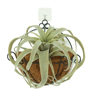 Planta artificial de hierba de plástico, alta calidad, precio de fábrica, para Decoración - Product Image 4