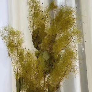 2023 Yunnan di alta qualità rosso conservato cespuglio di fumo/Cotinus coggygria per il <span class=keywords><strong>fioraio</strong></span> accessori per l'arredamento dell'ufficio - Product Image 6