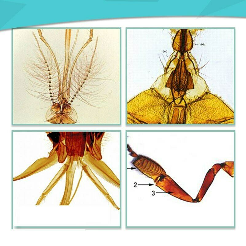Зуологический микроскоп, стеклянные слайды с амфибией и образцами Ползания для лабораторного обучения