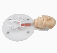 Modelo de Entrenamiento de Broncoscopio para Ciencias Médicas, Modelo de Bronquios para Enseñanza, Modelo de Ramificación Bronquial de Grado 6, Modelo de Entrenamiento Endoscópico
